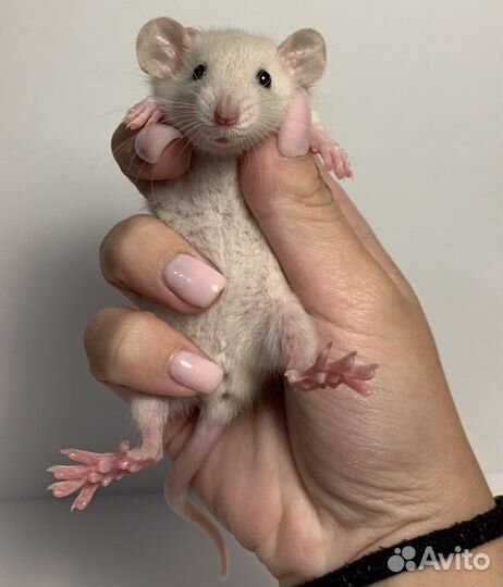 Крысята Крыса Декоративная крыса Крысенок