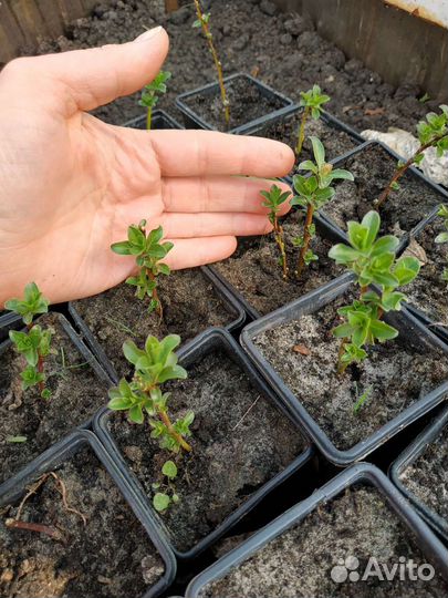 Ива стеляющаюся гибридная Симулатрикс