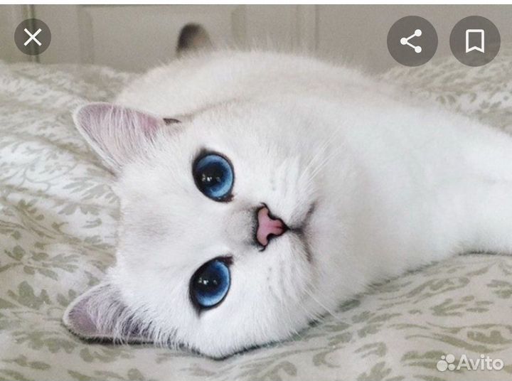 Кастрация кота