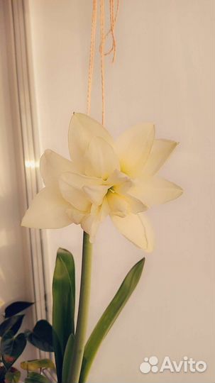 Гиппеаструм белый