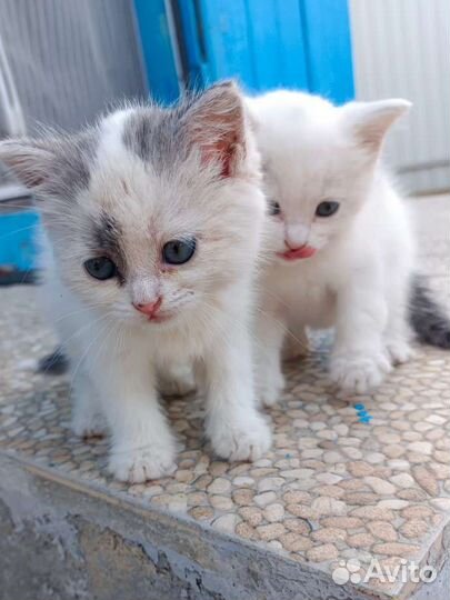 Котята в добрые руки бесплатно