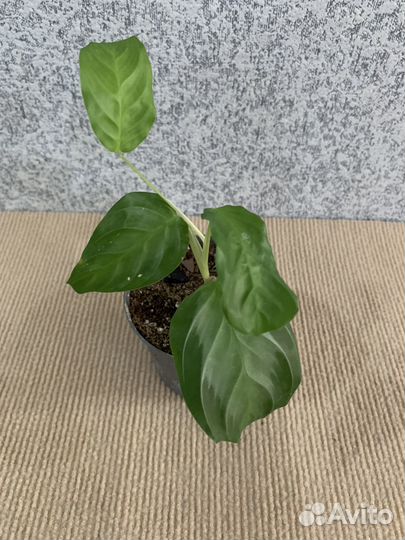 Маранта сильвер бэнд