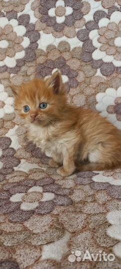 Отдам котенка