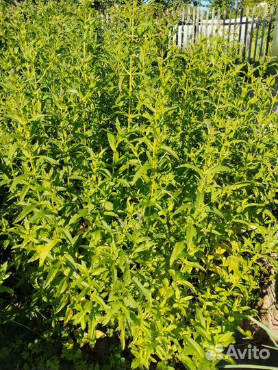 Мята перечная