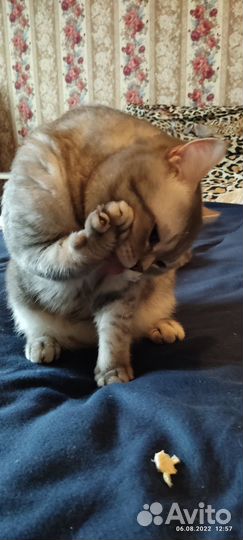 Кот скоттиш-страйт (вязка)