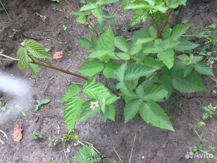 Саженцы ежевики садовой и ремонтантной малины