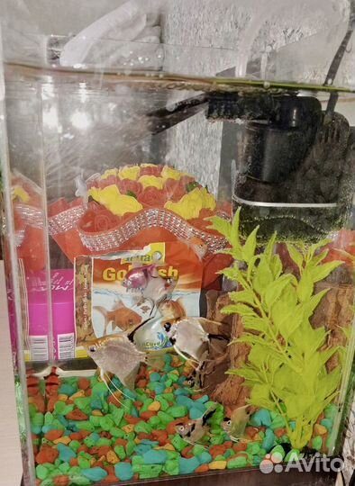 Аквариум с рыбками