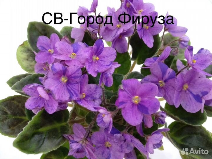 Фиалки сортовые (трейлеры)