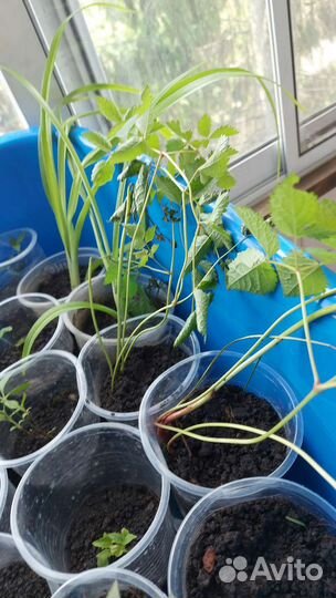 Лилейник, астильба и жасмин