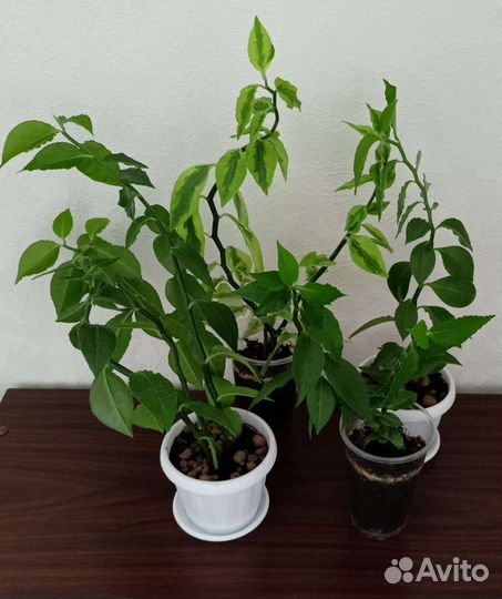 Педилантус