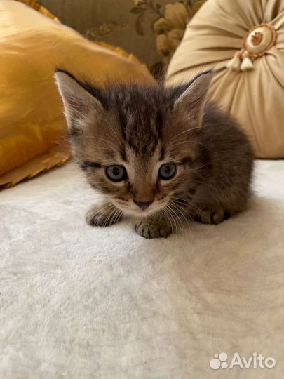 Котята в дар