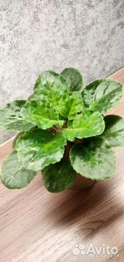 Сортовые фиалки