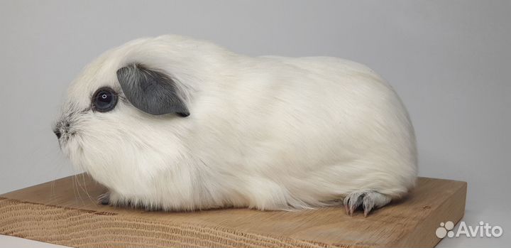 Морская свинка california