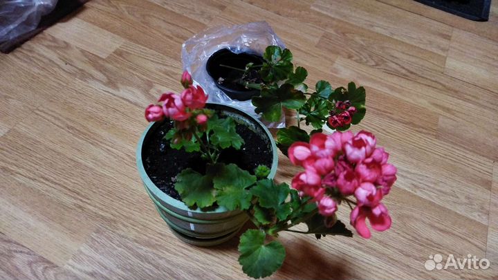 Герань, пеларгония, стапелия