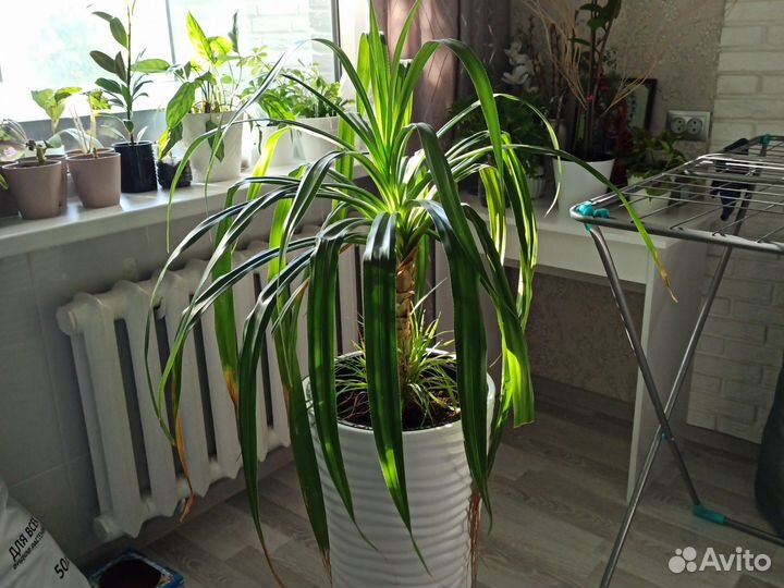 Замиакулькас, Сансивьерия, Фикус, Панданус