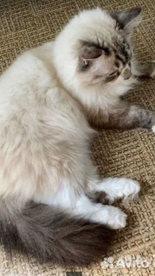 Отдам кота в добрые руки