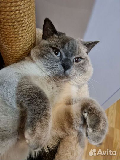 Шотландский кот вязка