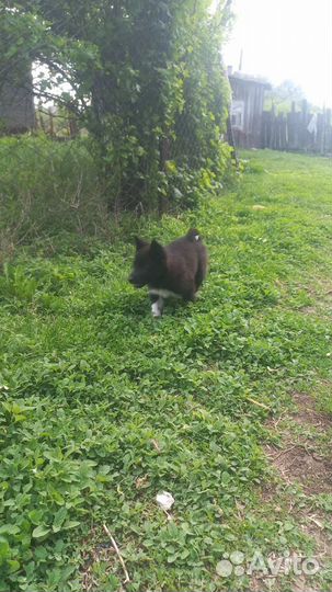 Щенки русско европейской лайки