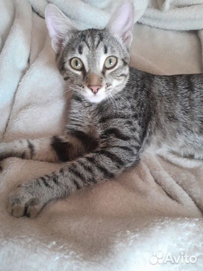 Отдам кошечку и котика