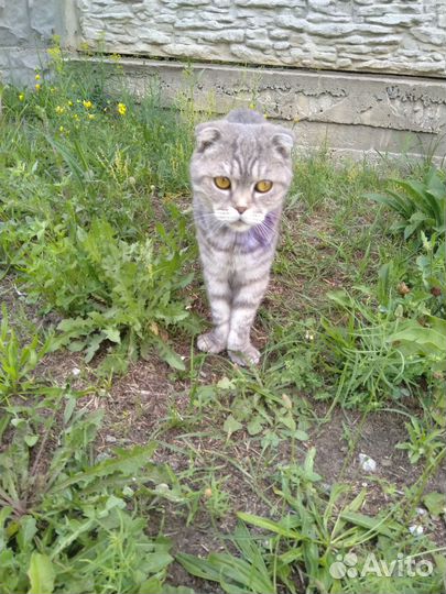 Кошка в добрые руки, шотландская,потеряшка