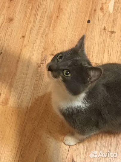 Кошечка бесплатно