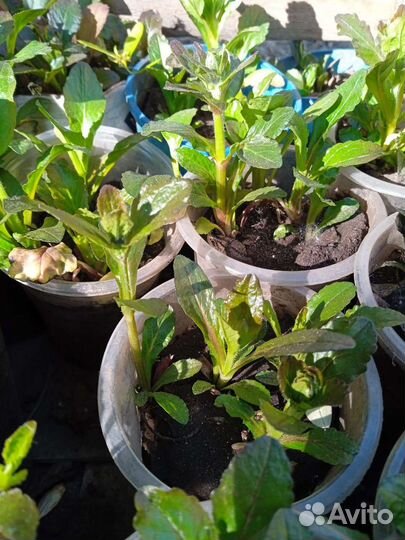 Живучка ползучая