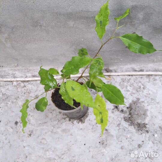 Фикус бенджамина голден моник