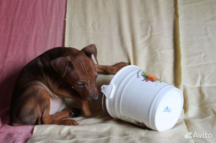 Щенки цвергпинчера