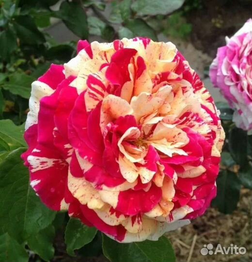 Роза плетистая Ванилла фрейз ароматная крупная