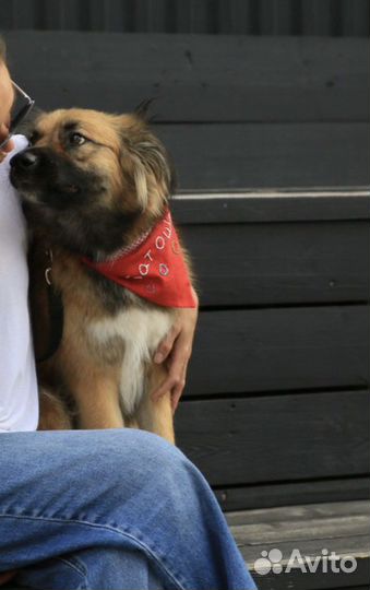 Щенок в добрые руки