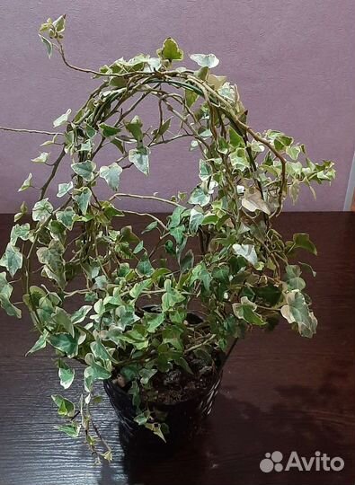 Хлорофитум, плющ канарский