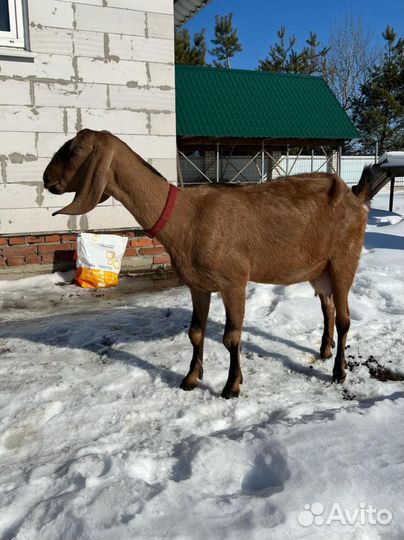 Англонубийский козлик