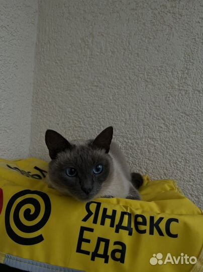 Кошка в дар бесплатно