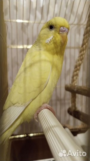 Волнистый попугай самец