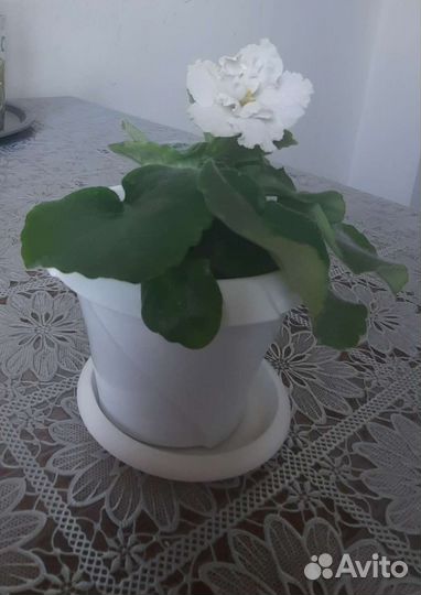 Фиалка белая цветущая в горшке 