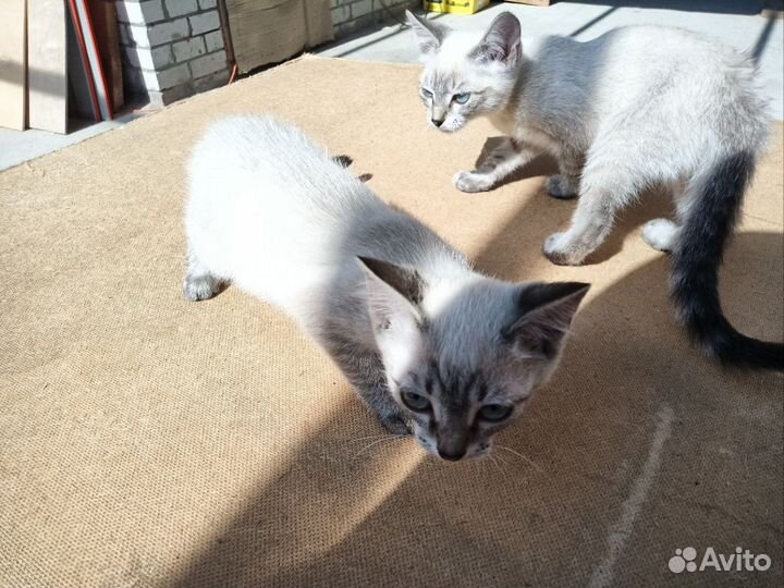 Отдам котят