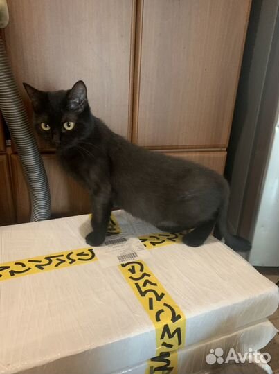 Кошка Багира ищет дом