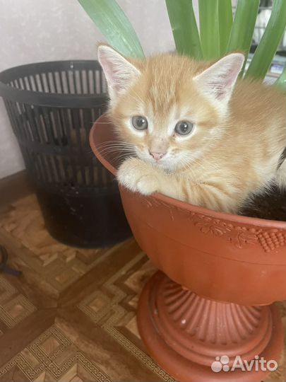 Котята в добрые руки даром