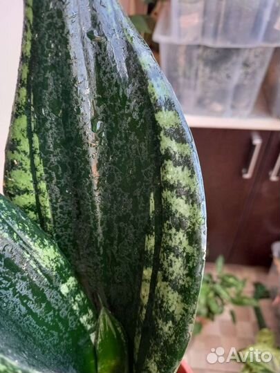 Сансевиерия Уитни