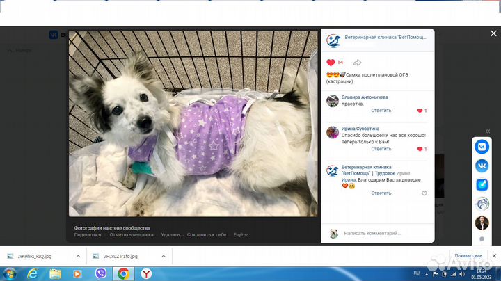 Стерилизация / Кастрация Собак