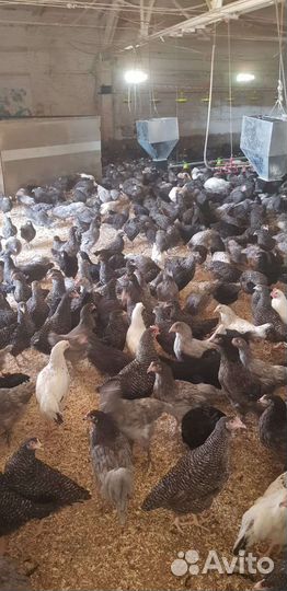 Продаём и принимаем заказы кур,гус,ут,инд,бройл