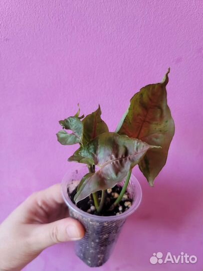 Сортовые цветы 2