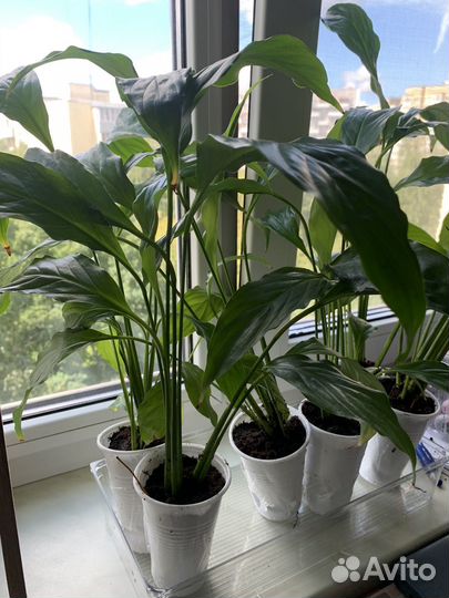 Спатифиллум детки