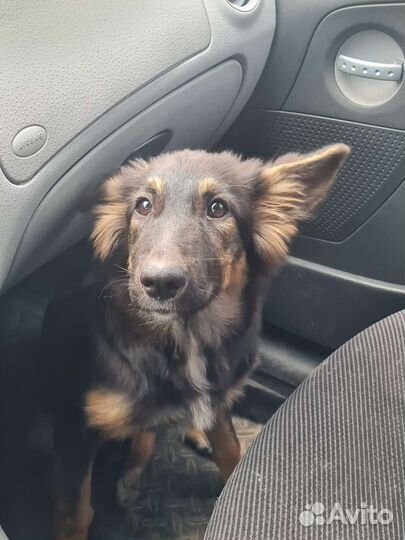 Собака в добрые руки щенок