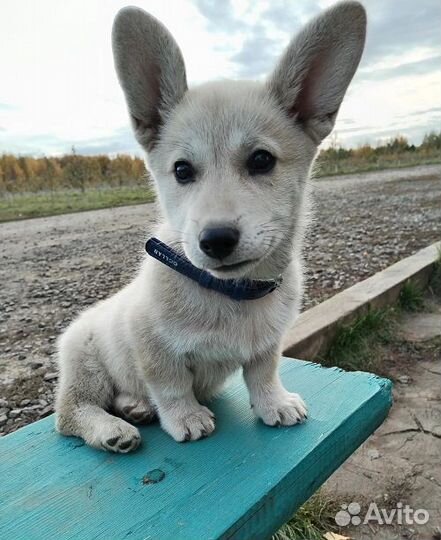 Отдаем в добрые руки щенка