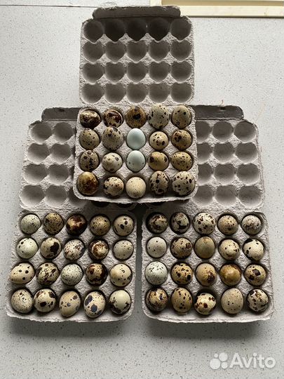 Яйца перепелиные домашние
