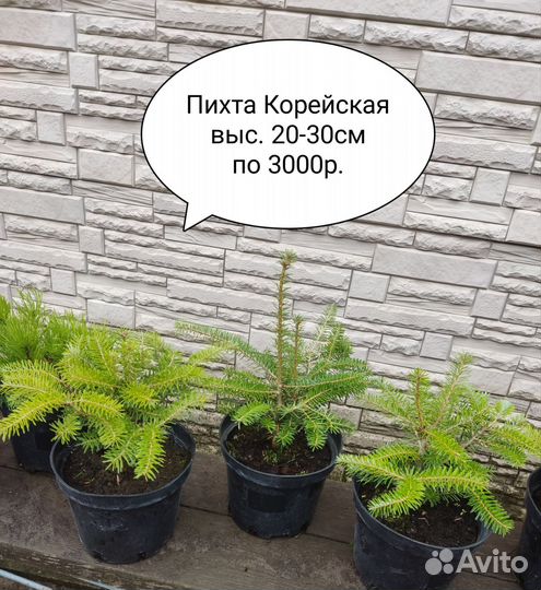 Пихта Корейская