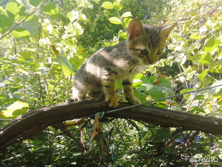 Коты в добрые руки с доставкой
