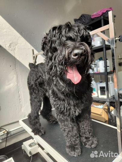 Груминг Крупных собак Экспресс-линька, Гигиена