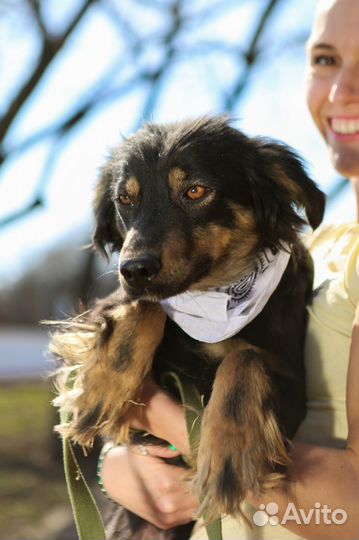 Собачка бесплатно Фифа